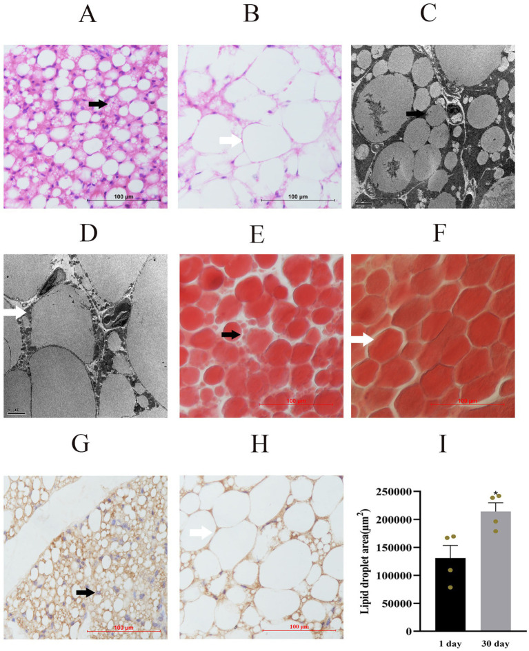 Perirenal adipose tissue in yak calves (H&E, panels A-B; SEM, Oil Red O and UCP1 IHC, panels C-I). Postnatal day 1 and day 30 sections show multilocular brown adipocytes (black arrows) with smaller lipid droplets and mitochondria-rich cytoplasm, contrasting with the large unilocular white adipocytes in the surrounding depot.